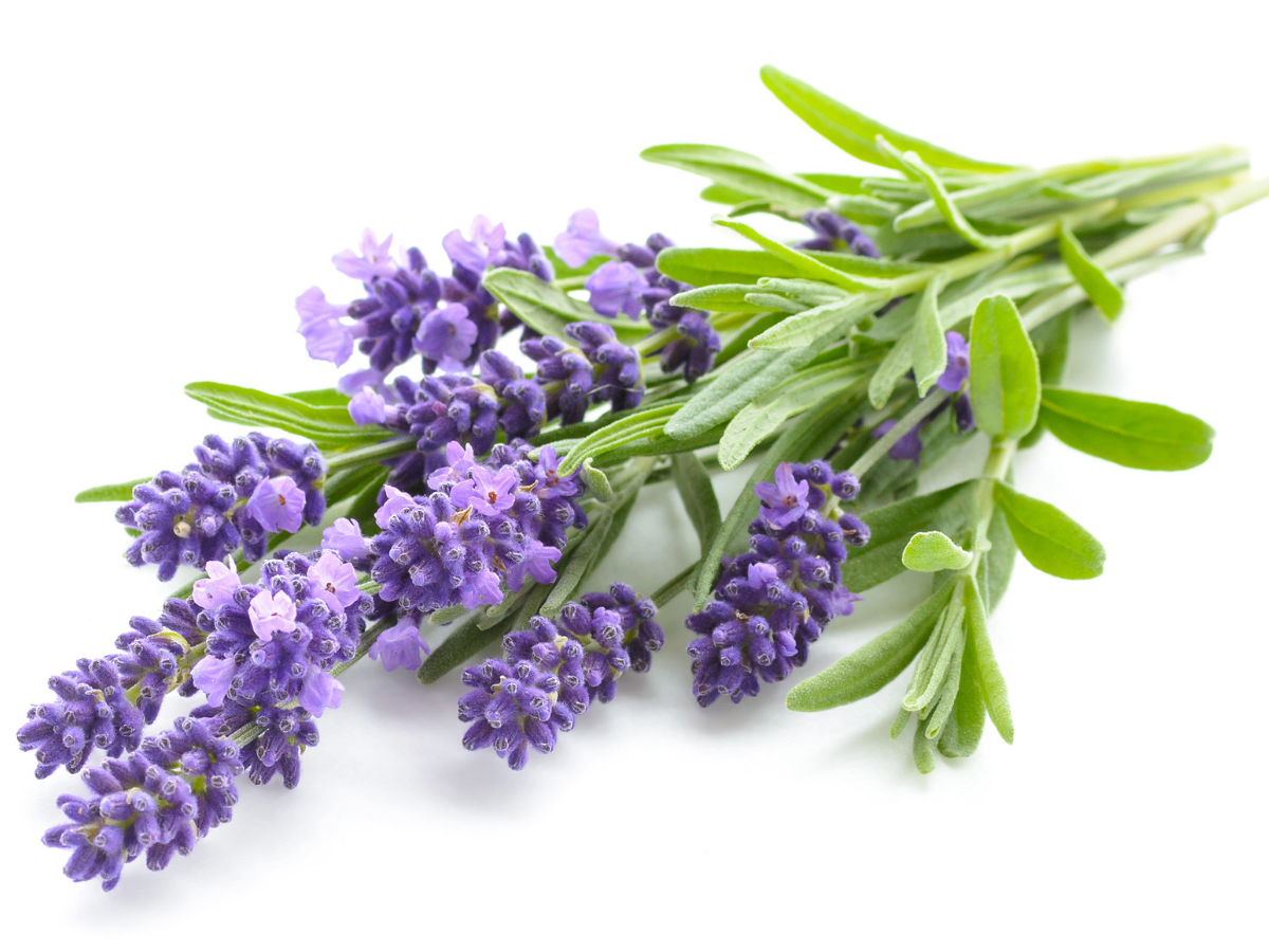 cut lavender flowers